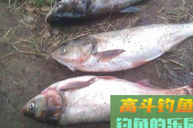 热天一旦用这鲢鳙钓法,隔三五天就想试试 热天一旦用这鲢鳙钓法,隔三五天就想试试