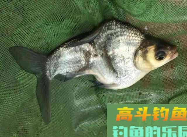 鳊鱼怎么钓更好？中秋过后采用这种钓法效果好