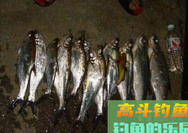 介绍一种万峰湖当地人钓翘嘴鱼的独特方法 介绍一种万峰湖当地人钓翘嘴鱼的独特方法