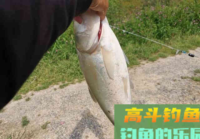 钓鲢鳙总抓不到口或锚鱼？从2方面入手调整