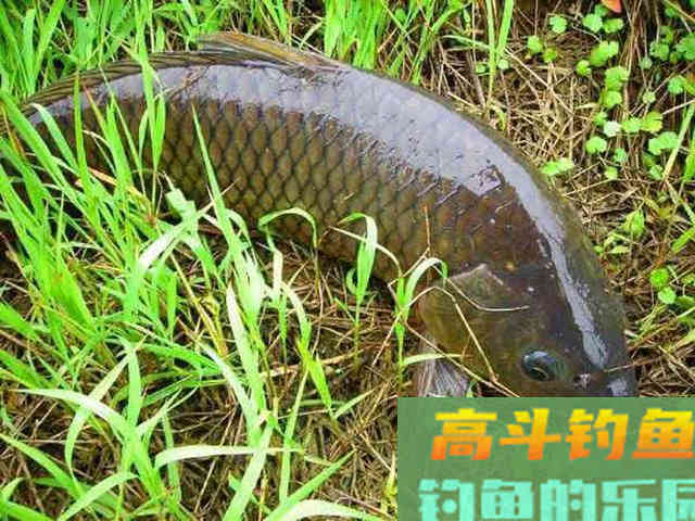 从钓获这条金鳞红尾的野生鲤鱼,谈谈我钓鲤鱼的经验 从钓获这条金鳞红尾的野生鲤鱼,谈谈我钓鲤鱼的经验