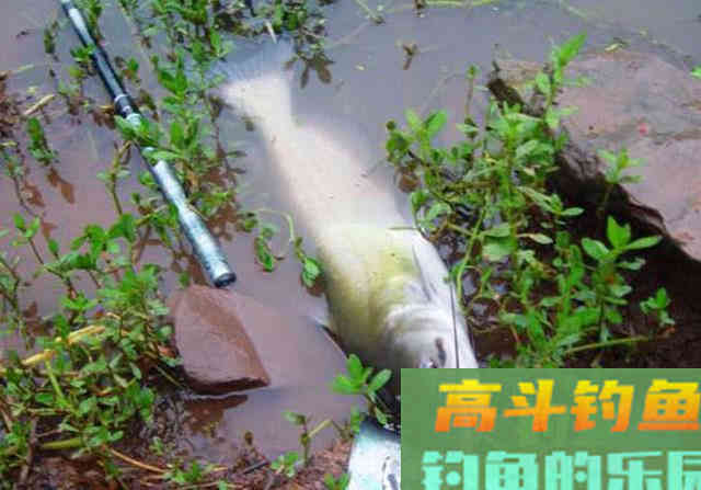 美国的叉尾鮰该如何垂钓?是否对本地鱼种构成威胁 美国的叉尾鮰该如何垂钓?是否对本地鱼种构成威胁