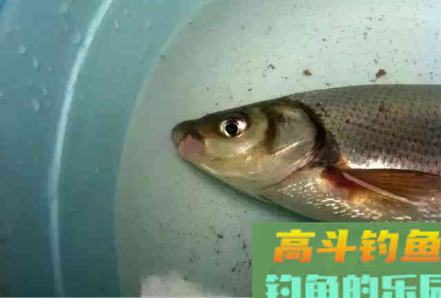 如何垂钓黄尾鱼，老手最有效果的4个办法