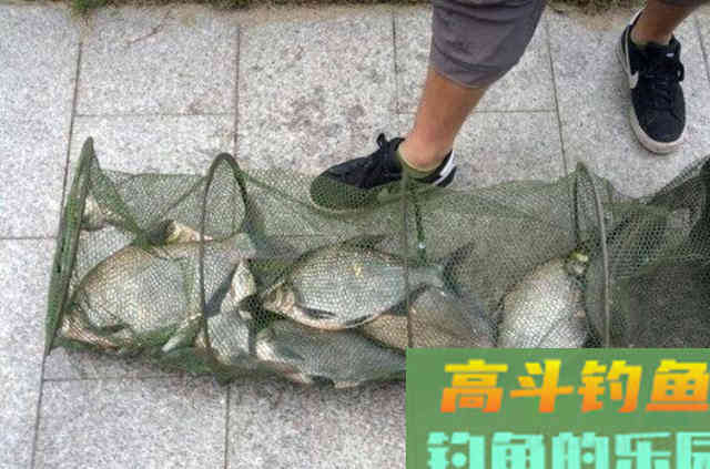 天一热,我只要有这鳊鱼钓法,渔获不愁 天一热,我只要有这鳊鱼钓法,渔获不愁