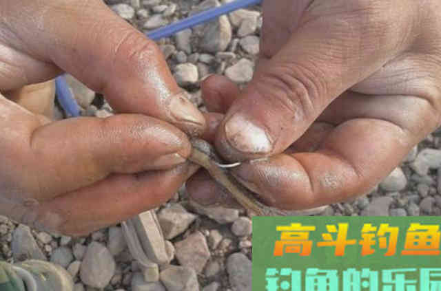 秋天变冷，黑鱼就不吃饵了？按我说的做