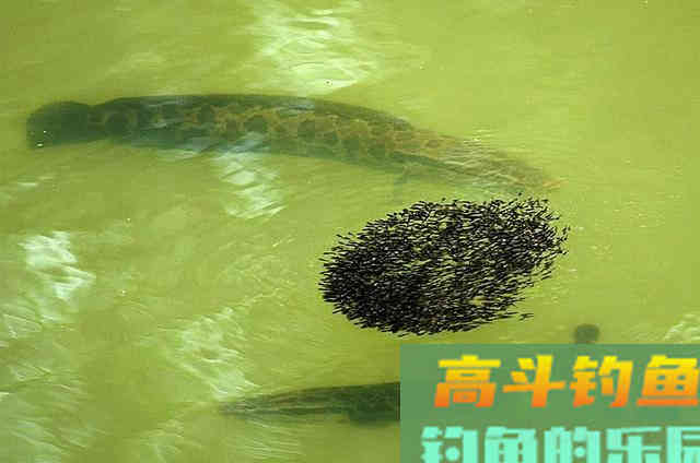 民间传说:黑鱼是孝鱼?关于黑鱼,你对它了解太少了 民间传说:黑鱼是孝鱼?关于黑鱼,你对它了解太少了