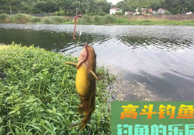 暴雨过后黄辣丁疯狂咬钩，两根鱼竿根本来不及