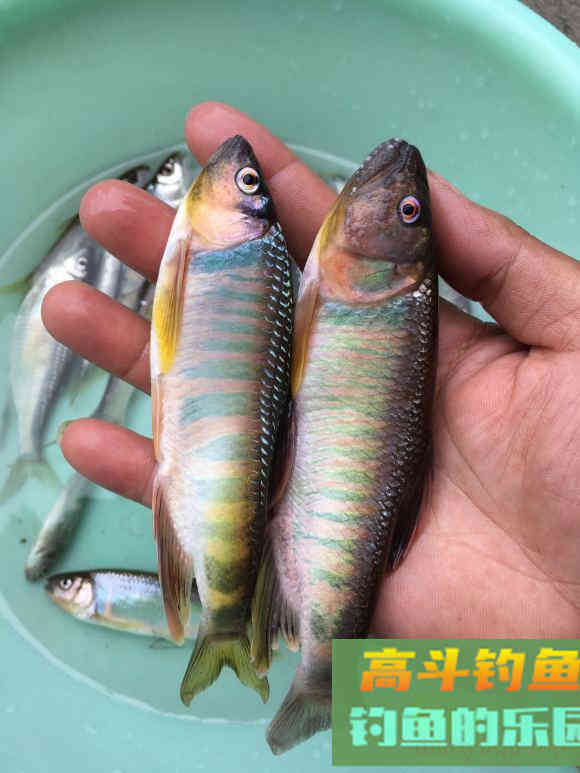 不要把这几种鱼弄错，和保护鱼种区别很小，避免惹麻烦