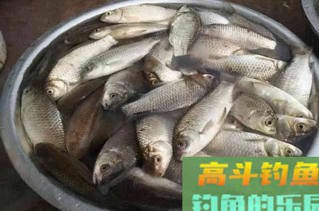 钓了三十多年板鲫,至今发现,这三大调整特管用 钓了三十多年板鲫,至今发现,这三大调整特管用