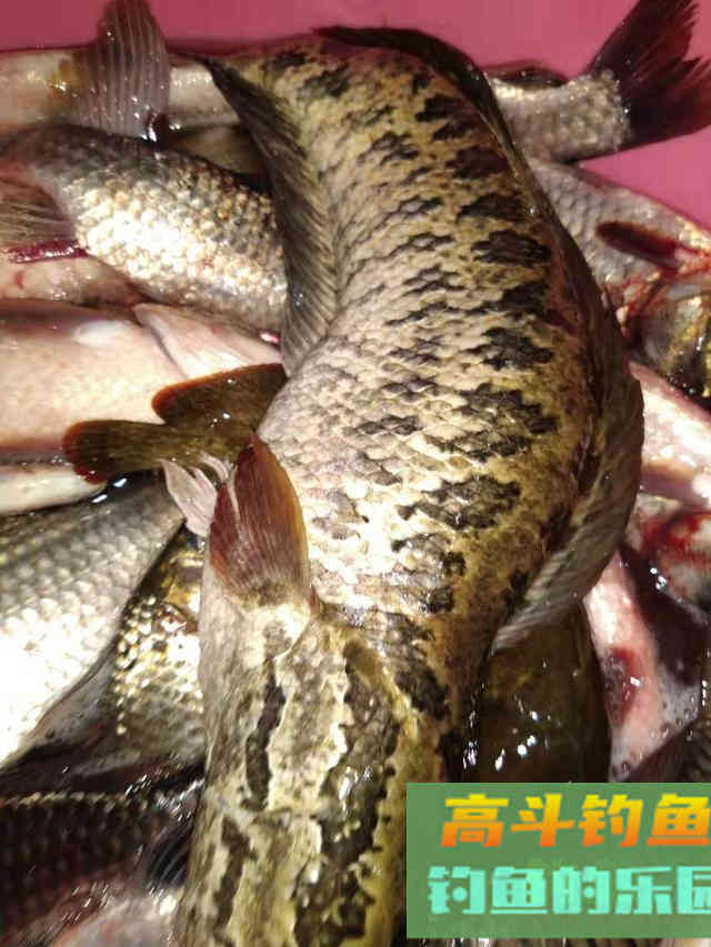 夏季黑鱼多且好钓，手竿以及传统钓攻略分