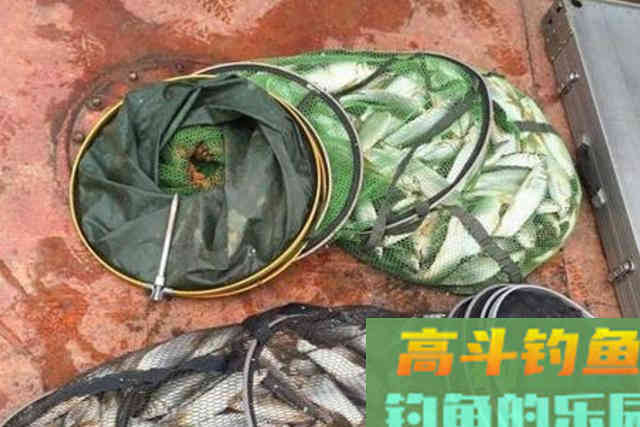 冬天一冷,大鲫鱼反而更好钓 冬天一冷,大鲫鱼反而更好钓