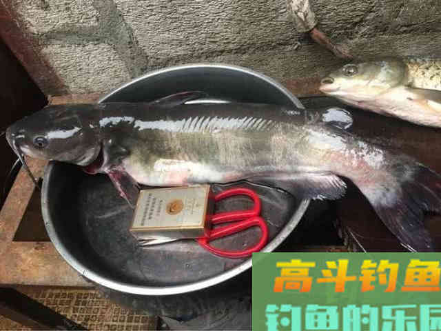 美国的叉尾鮰该如何垂钓?是否对本地鱼种构成威胁 美国的叉尾鮰该如何垂钓?是否对本地鱼种构成威胁