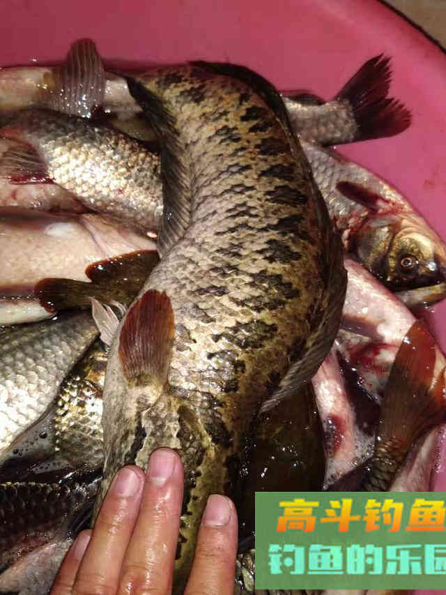 一根线钓黑鱼具体方法，和钓黑鱼的饵料