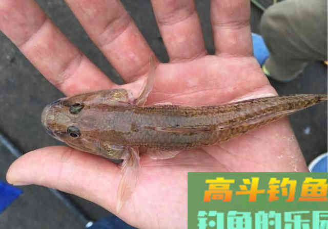 此鱼被钓友嫌弃，殊不知买一斤要35元