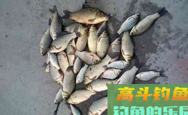秋分过后钓鲫鱼,用这种饵料,大板鲫不难钓 秋分过后钓鲫鱼,用这种饵料,大板鲫不难钓