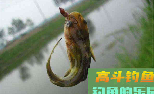 深秋野钓黄颡鱼,在这四种位置下竿 深秋野钓黄颡鱼,在这四种位置下竿