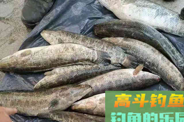 气温越高，我反而越想用这黑鱼钓法