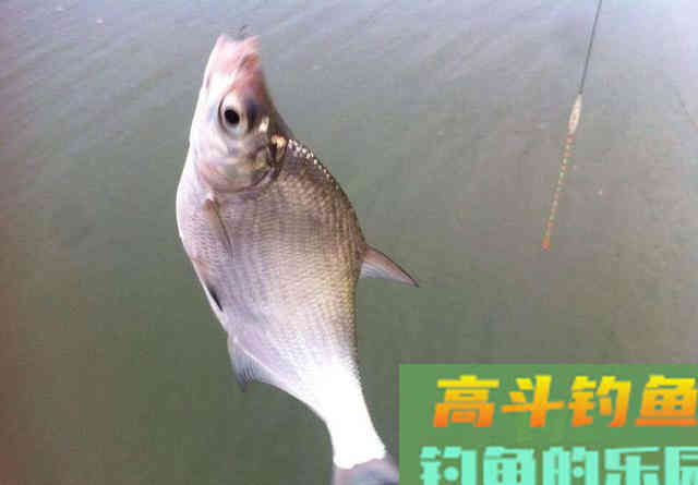 冬季钓鳊鱼，钓底还是钓浮？
