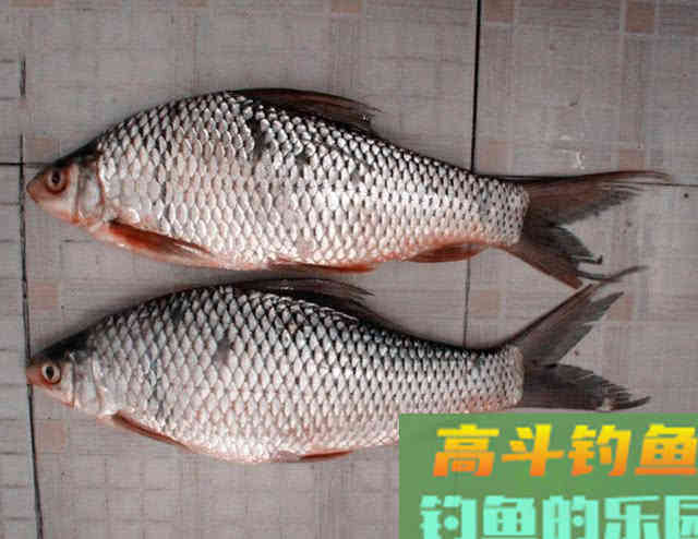 两斤的鲮鱼能切2.0的子线，这种鱼该如何垂钓？