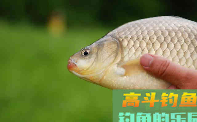 鲫鱼的智慧，或许才是如今小人物的翻身秘宝
