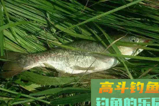 钓鲢鳙的习性、线组搭配、钓点选择和饵料配方 钓鲢鳙的习性、线组搭配、钓点选择和饵料配方