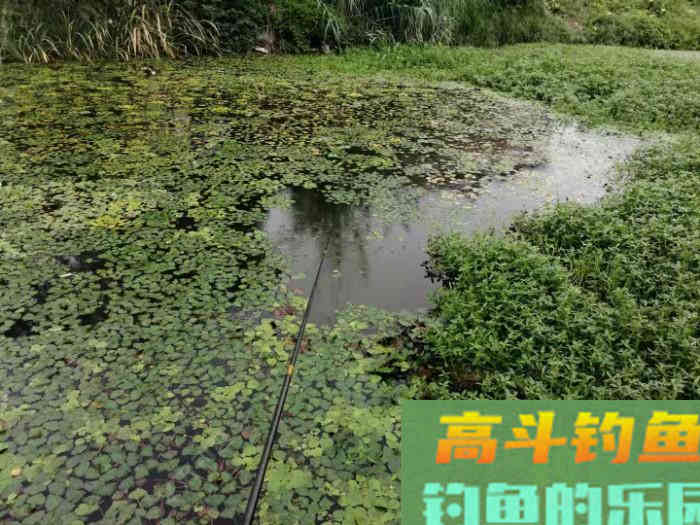 秋季如何垂钓大板鲫？传统钓七星漂、朝天钩组合