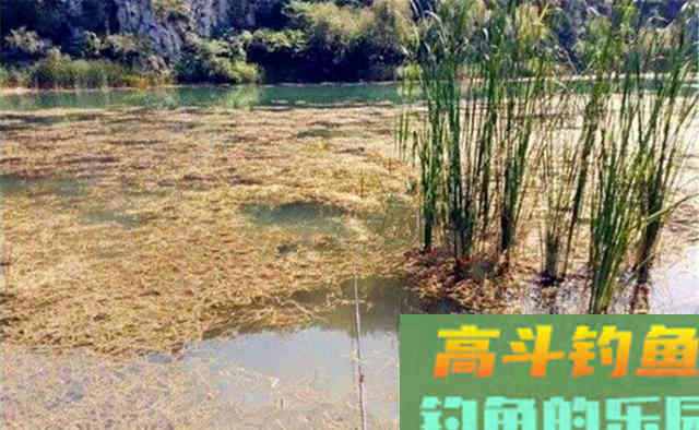 冬钓鲫鱼，在水草区域找钓点，千万别随意