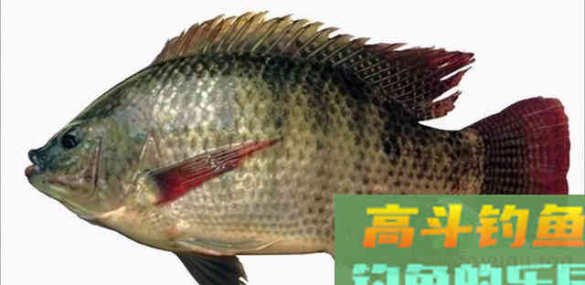 为了繁殖,鳑鲏鱼学会化妆,马口鱼改变身体结构,罗非鱼更拼 为了繁殖,鳑鲏鱼学会化妆,马口鱼改变身体结构,罗非鱼更拼