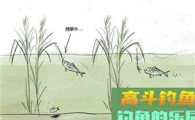 白露之后钓草鱼，注意钓法要变一变