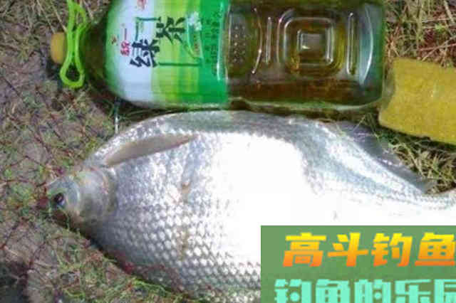 没用过这几招对付鳊鱼,你还收竿回家吧 没用过这几招对付鳊鱼,你还收竿回家吧