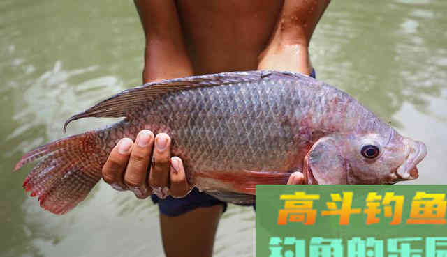 细述黑坑垂钓罗非鱼技巧 细述黑坑垂钓罗非鱼技巧