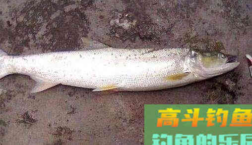 钓花鲢的小技巧你到底知道多少？