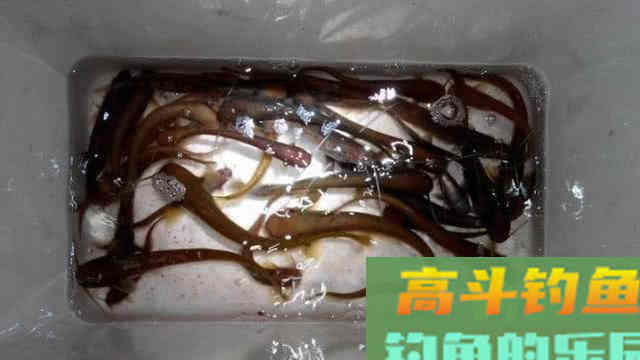 大西南的深山溪流里钓山鲶，这种极品鱼吃起来弹嘴