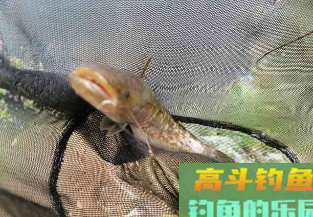 春季的鲶鱼怎么钓?掌握它的习性,才能快速地找到并钓获 春季的鲶鱼怎么钓?掌握它的习性,才能快速地找到并钓获