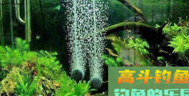青鱼应分析水中氧含量与鱼情之间的关系,选择作钓位置 青鱼应分析水中氧含量与鱼情之间的关系,选择作钓位置