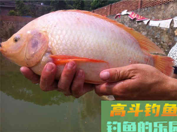 设么是红罗非鱼？红罗非是变种要该如何钓