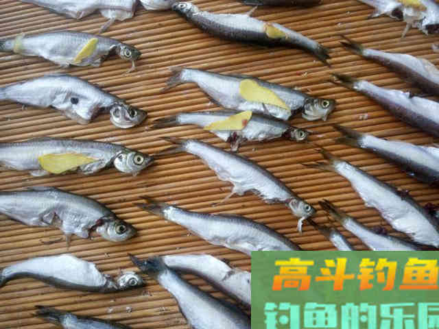 这种小翘嘴鱼长不大吗?有人叫它撅嘴鲢 这种小翘嘴鱼长不大吗?有人叫它撅嘴鲢