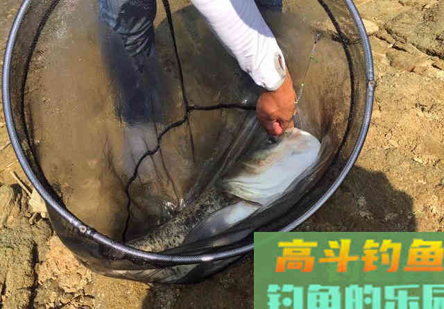 库钓鲢鳙进阶版：用上这种小配件，鱼获可以翻2倍
