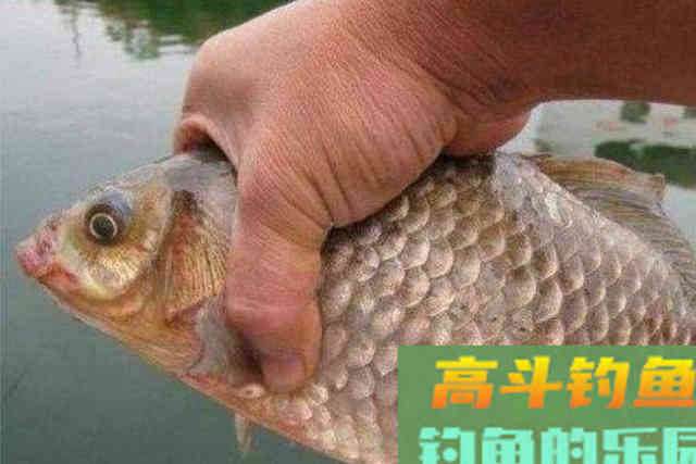 冬天冷,上鱼慢,果断换用这2套钓法,大板鲫连竿 冬天冷,上鱼慢,果断换用这2套钓法,大板鲫连竿