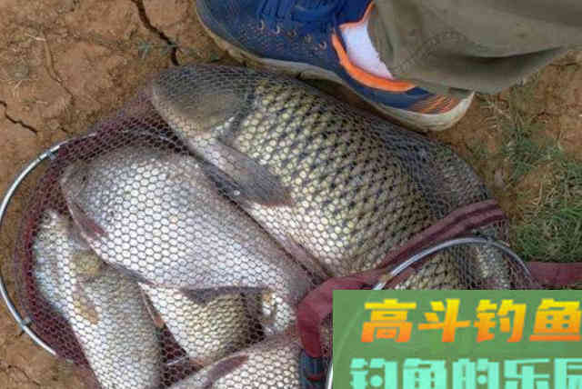 升温后,还嫌鲤鱼狡猾不咬钩?老钓手倾囊相助 升温后,还嫌鲤鱼狡猾不咬钩?老钓手倾囊相助
