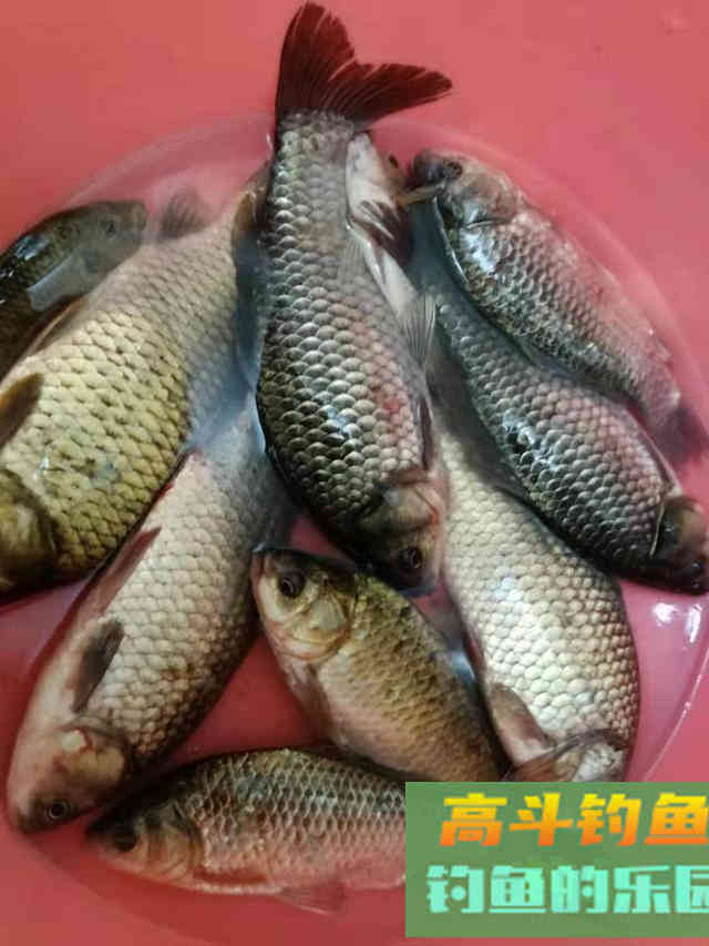 夏天钓大板鲫全攻略:钓位、技巧、用饵、时段 夏天钓大板鲫全攻略:钓位、技巧、用饵、时段