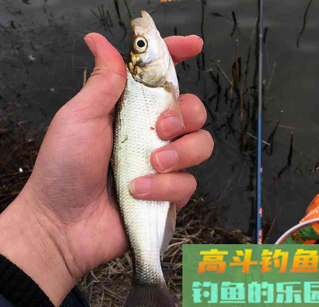 除了鲫鱼,试试这几种目标鱼,冬季给口也很好 除了鲫鱼,试试这几种目标鱼,冬季给口也很好