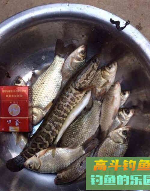 船钓黑鱼如何找水层?我教你啊 船钓黑鱼如何找水层?我教你啊