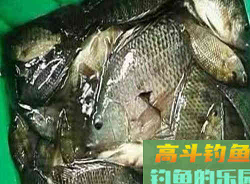 老钓友解析秋季野钓罗非鱼的4技巧，南方秋季钓罗非鱼