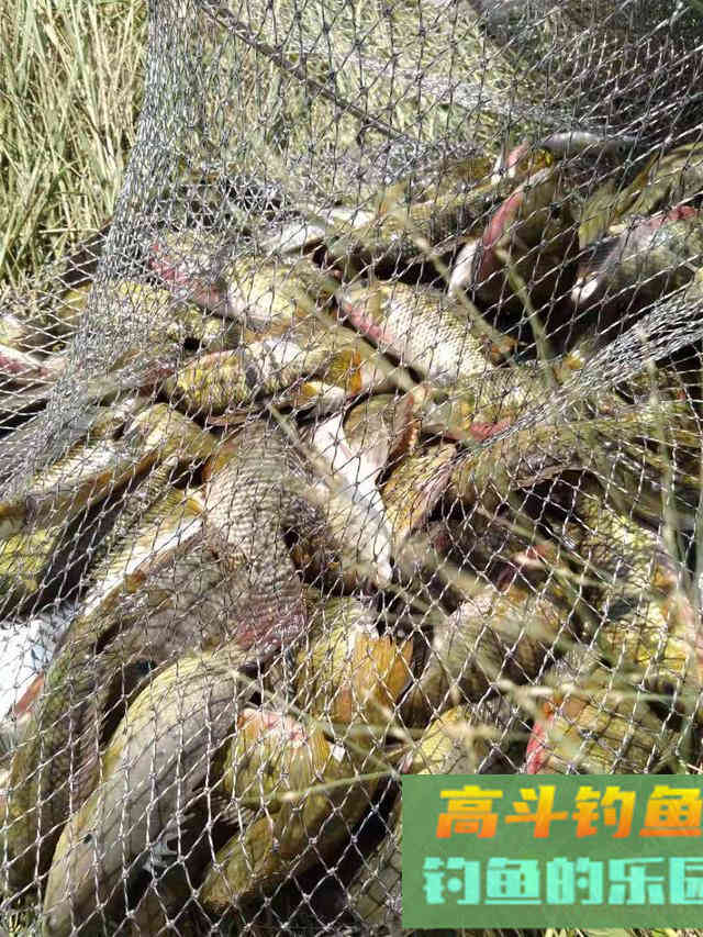 野钓罗非正当时,个头大数量多饵料简单 野钓罗非正当时,个头大数量多饵料简单