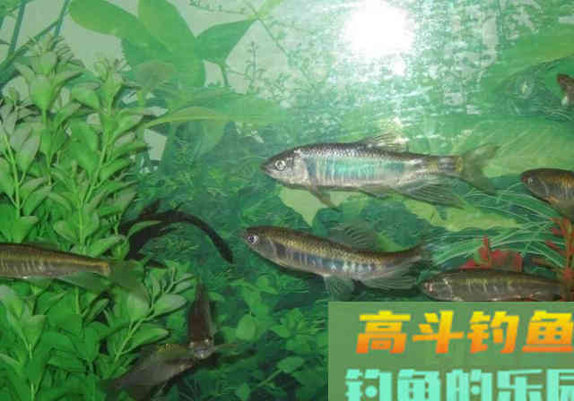 五彩斑斓桃花鱼,能在当今这个环境生存下来,确实实属不易 五彩斑斓桃花鱼,能在当今这个环境生存下来,确实实属不易
