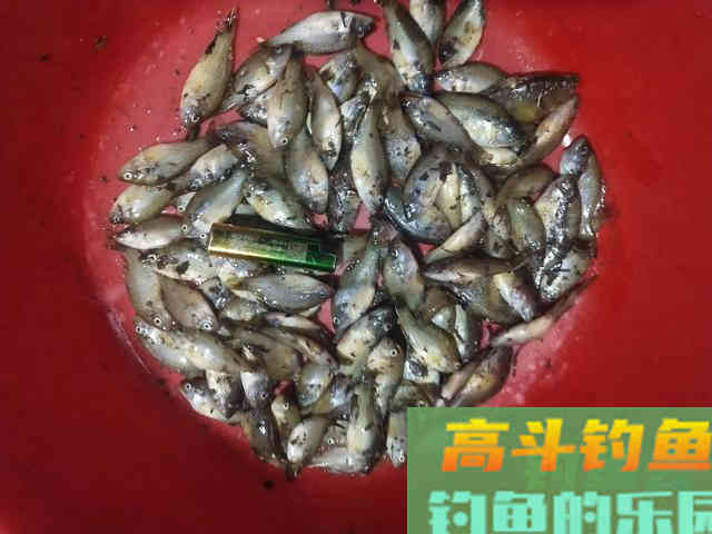 两小时钓80多条！小太阳鱼在北方多地泛滥