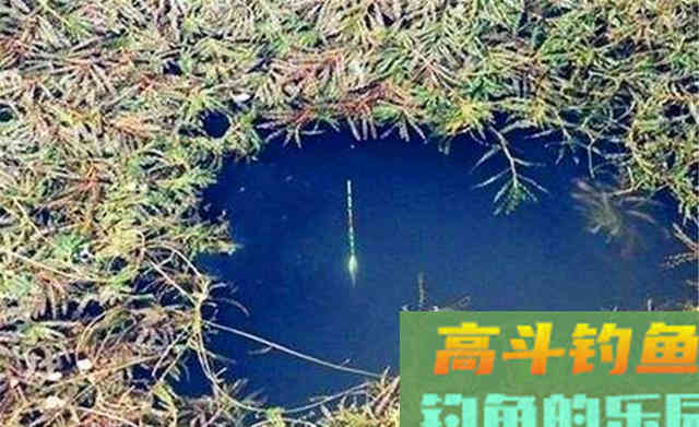 秋季钓鲫鱼，最具特色钓法，长竿双坠挂白虫