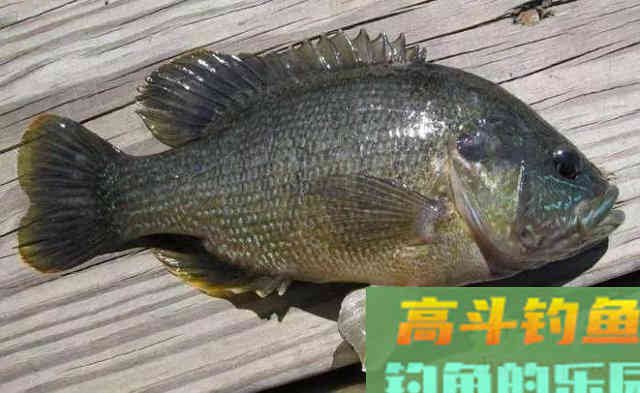 两小时钓80多条！小太阳鱼在北方多地泛滥