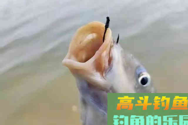 头一次用这鲤鱼饵就过了瘾 头一次用这鲤鱼饵就过了瘾